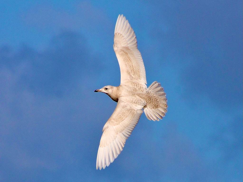 Larus glaucoides (Iceland gull) by Leon van der Noll is licensed under CC BY-NC-ND 2.0.